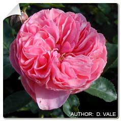 Roseira 'Lonard de Vinci'